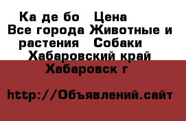 Ка де бо › Цена ­ 25 - Все города Животные и растения » Собаки   . Хабаровский край,Хабаровск г.